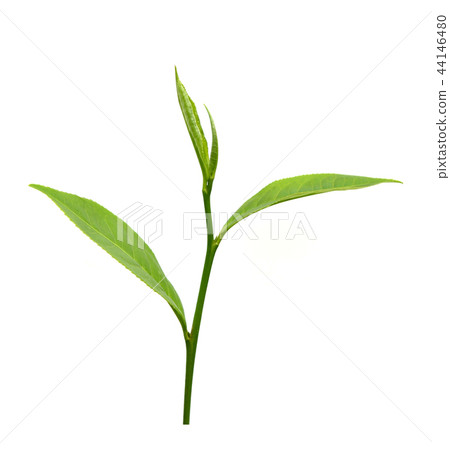 Green tea leaf isolated on white background Green tea leaf isolated on white background 44146480