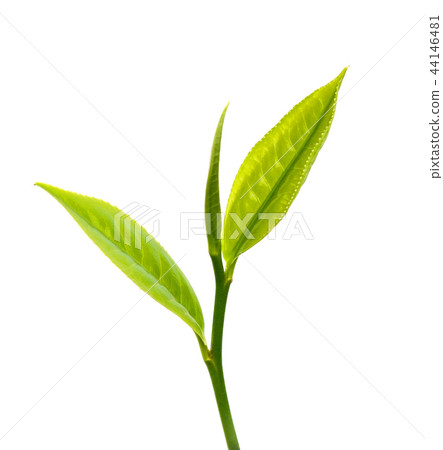 Green tea leaf isolated on white background 44146481