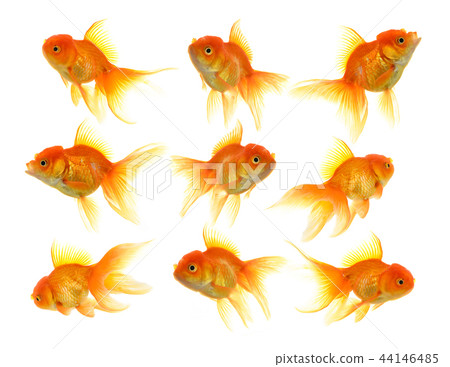 Goldfish on White Background 44146485