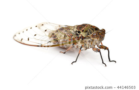 cicada on white background cicada on white background 44146503