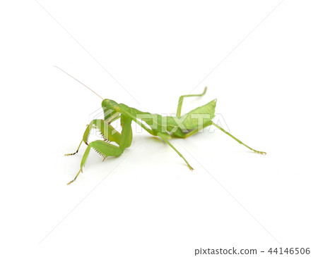 Female Praying Mantis,in front of white background 44146506