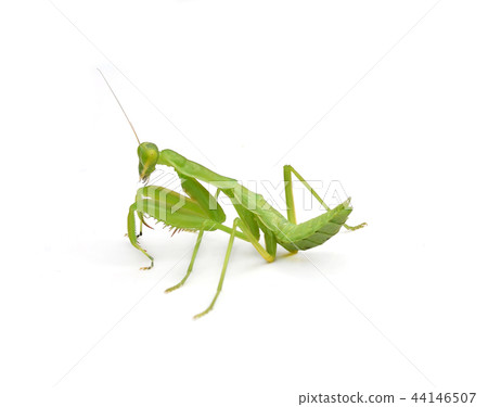 Female Praying Mantis in front of white background 44146507