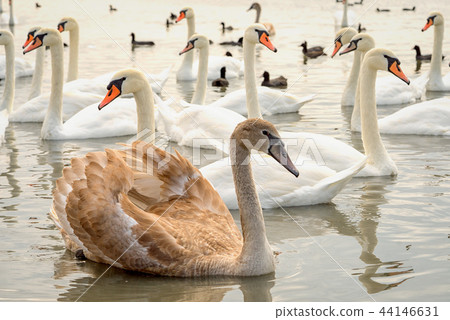 group of white and broun young swans on the lake group of white and broun young swans on the lake 44146631