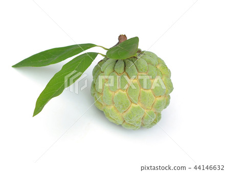 Custard apple isolated on white background,annona 44146632
