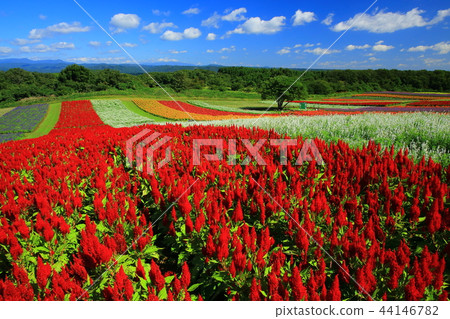 Miyagi Prefecture Yayoi Garden Miyagi Prefecture Yayoi Garden 44146782