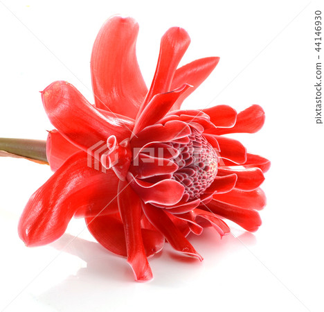 Red flower of etlingera elatior 44146930