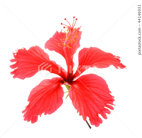 Flowers on a white background. 44146931