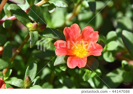 Porchula (flower sliding hui) 44147086