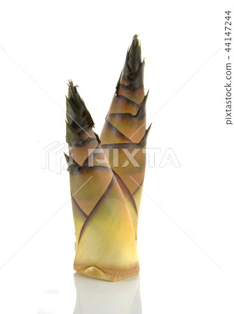 bamboo shoot isolated on white background 44147244