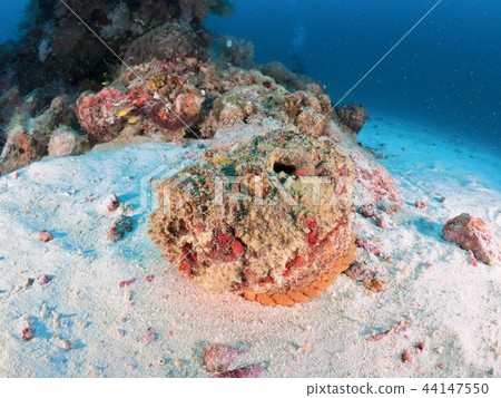 Onydal maokoze @ Maldives Onydal maokoze @ Maldives 44147550