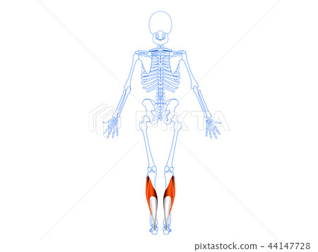 Lower thigh triceps 3 44147728