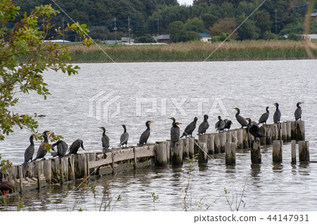 Abiko水上公園 44147931