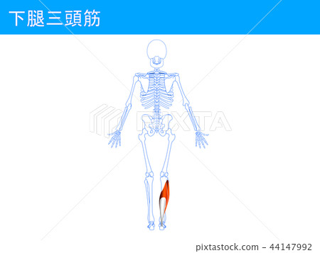 Lower thigh triceps 4 Lower thigh triceps 4 44147992
