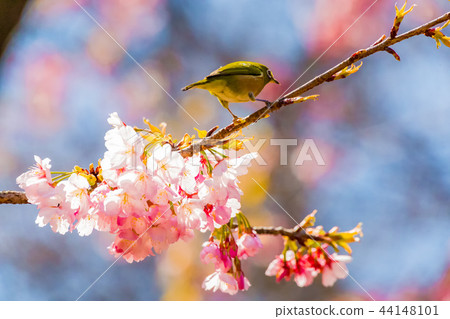 Mejiro Oigakura Sakura 44148101