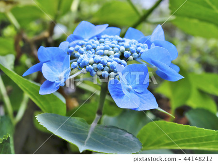 hydrangea hydrangea 44148212