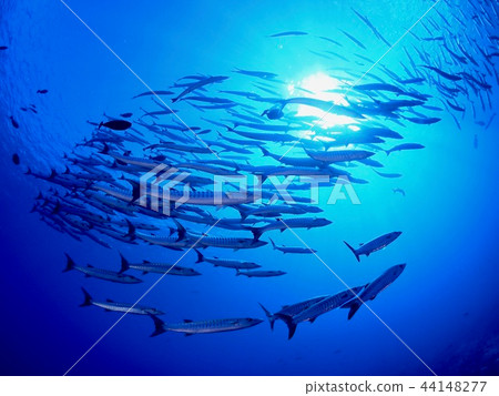 Barracuda Herd @ Palau Barracuda Herd @ Palau 44148277