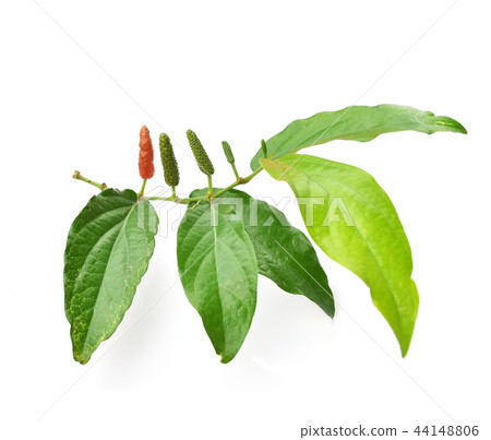 Long pepper or Piper longum on white background Long pepper or Piper longum on white background 44148806