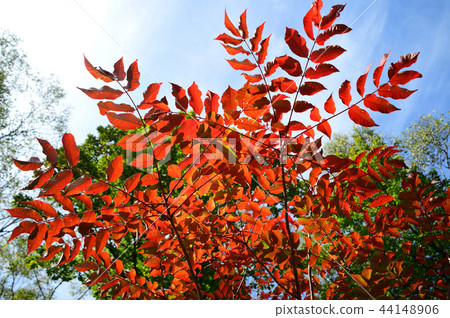 Urushi Autumn leaves Urushi Autumn leaves 44148906