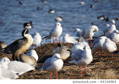 琵琶湖冬天的鳥兒蜂擁而至 琵琶湖冬天的鳥兒蜂擁而至 44148964