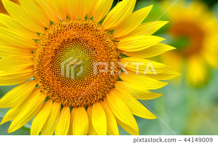 Sunflower flowers 44149009