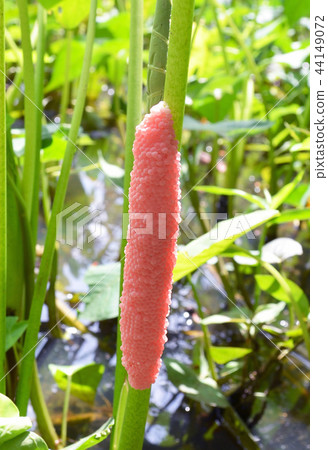 eggs of golden apple snail 44149072