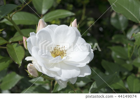 玫瑰冰山 44149074