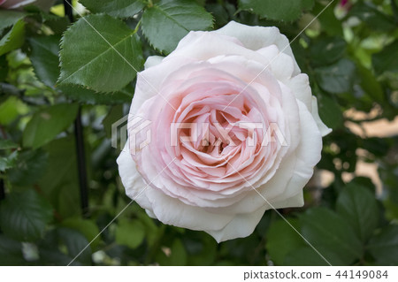 Rose Pierre de Ronzar 44149084