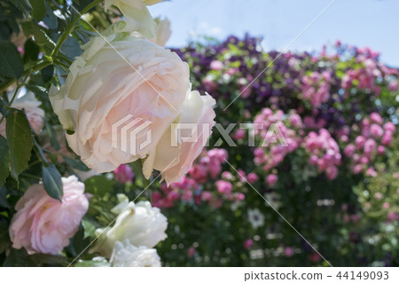 Rose Pierre de Ronzar 44149093