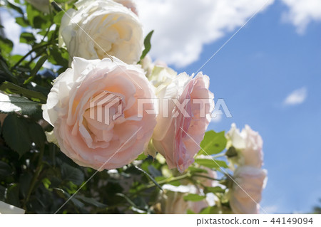 Rose Pierre de Ronzar Rose Pierre de Ronzar 44149094