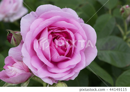 Barra Gertrude Jekyll 44149115