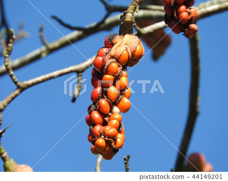 Kobushi noodles 44149201