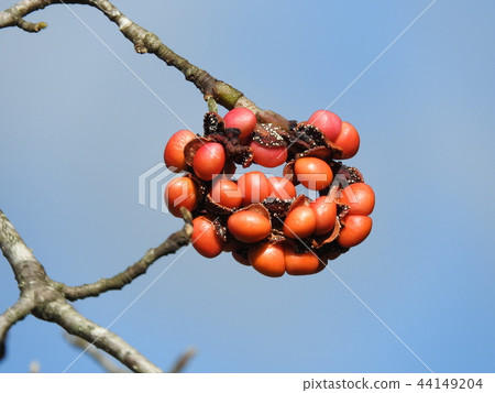 Kobushi noodles 44149204