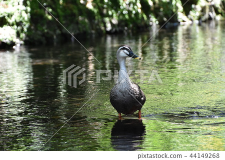 Genbei River duck early summer 44149268