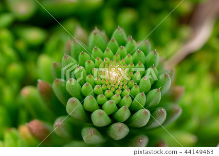 Succulent plant (Tumerenge) 44149463