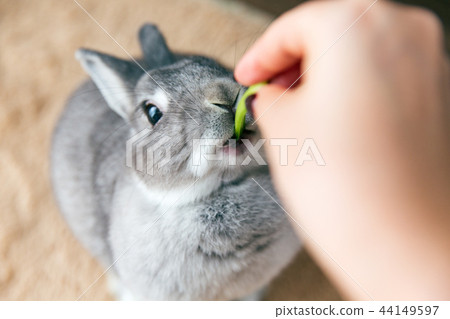 Rabbit snack eat 44149597