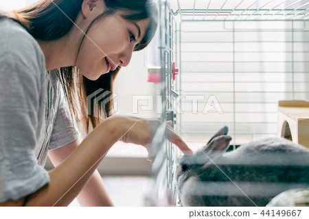 Rabbit pet Rabbit pet 44149667