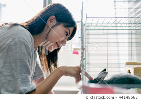 Rabbit pet Rabbit pet 44149668