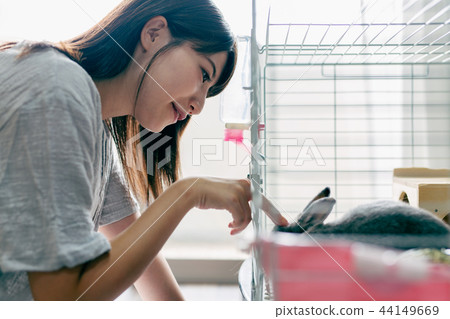 兔子寵物 兔子寵物 44149669