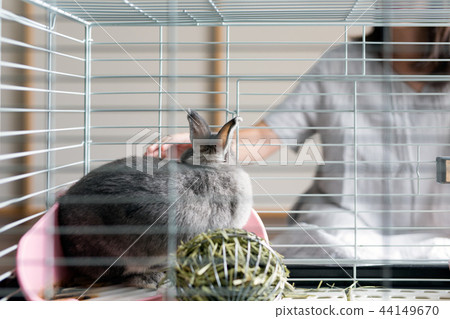 兔子寵物 44149670