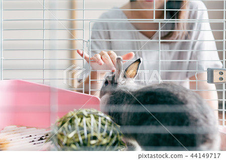 Rabbit pet 44149717