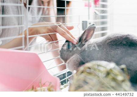 Rabbit pet 44149732