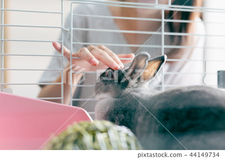 Rabbit pet 44149734