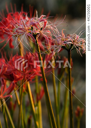 紅色和白色群集 44150001