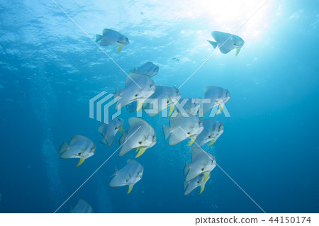 Swallowtail fish in the Similan Islands Swallowtail fish in the Similan Islands 44150174