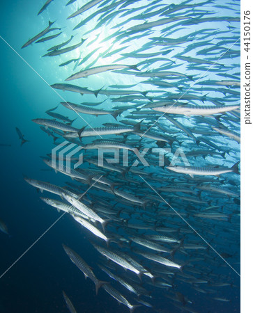 Flock of barracuda and light Flock of barracuda and light 44150176