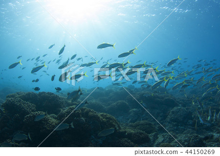 Clear underwater image: Fishes of the Sea of Cortez 44150269