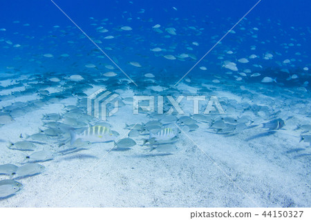 魚在沙子裡排隊 44150327