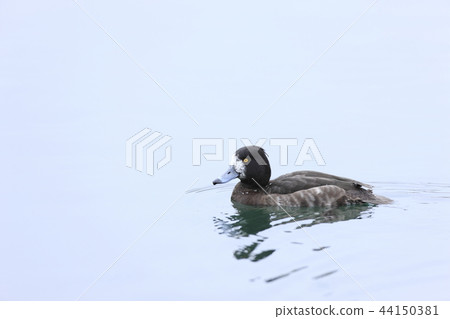 一隻麻雀 44150381