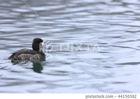 一隻麻雀 一隻麻雀 44150382
