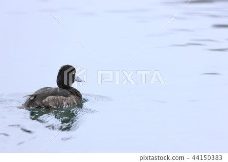 一隻麻雀 44150383